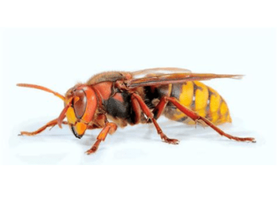 Frelon européen